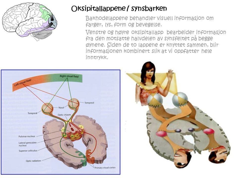 Oksipitallappene / synsbarken Bakhodelappene behandler visuell informasjon om farger, lys, form og bevegelse.