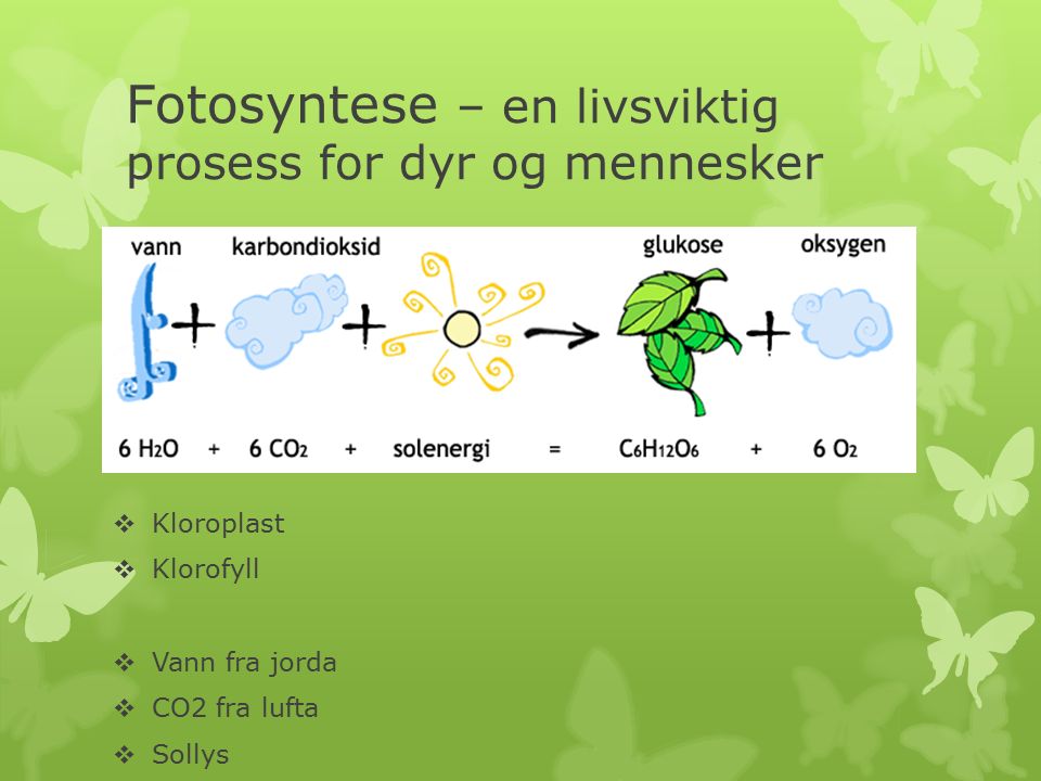 Fotosyntese – en livsviktig prosess for dyr og mennesker  Kloroplast  Klorofyll  Vann fra jorda  CO2 fra lufta  Sollys