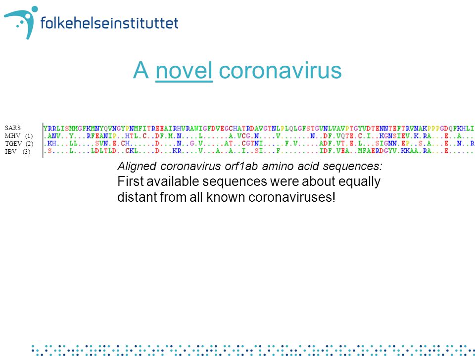 A novel coronavirus Aligned coronavirus orf1ab amino acid sequences: First available sequences were about equally distant from all known coronaviruses.
