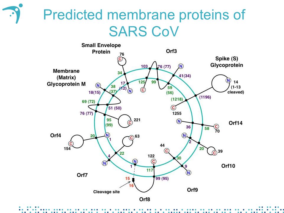 Predicted membrane proteins of SARS CoV