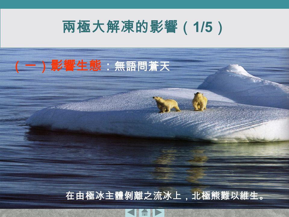 在由極冰主體剝離之流冰上，北極熊難以維生。 （一）影響生態： 無語問蒼天 兩極大解凍的影響（ 1/5 ）