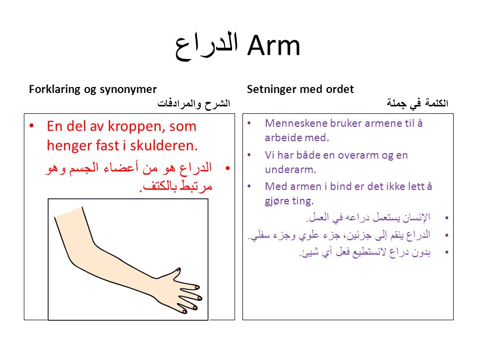 الدراع Arm Forklaring og synonymer الشرح والمرادفات En del av kroppen, som henger fast i skulderen.