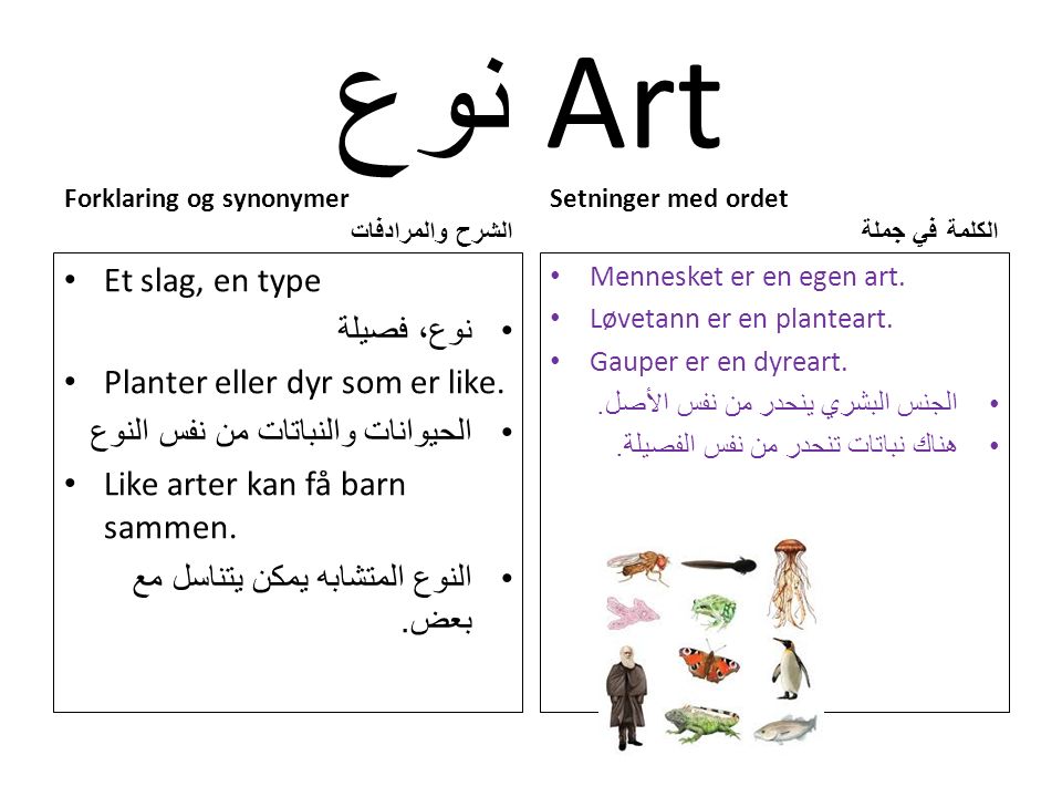 نوع Art Forklaring og synonymer الشرح والمرادفات Et slag, en type نوع، فصيلة Planter eller dyr som er like.