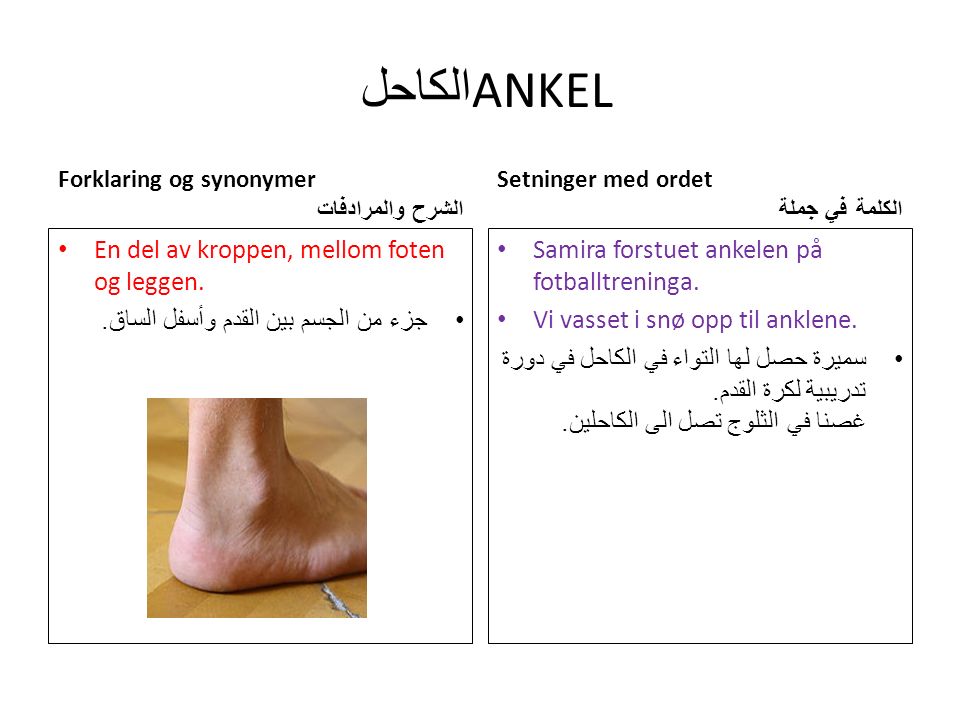 الكاحل ANKEL Forklaring og synonymer الشرح والمرادفات En del av kroppen, mellom foten og leggen.