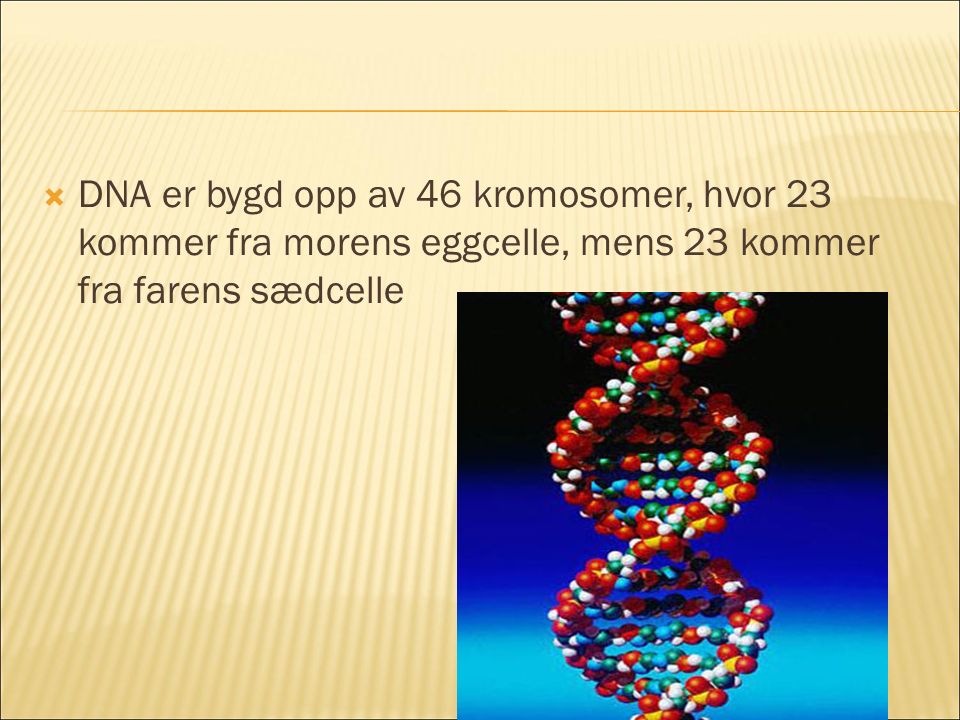  DNA er bygd opp av 46 kromosomer, hvor 23 kommer fra morens eggcelle, mens 23 kommer fra farens sædcelle