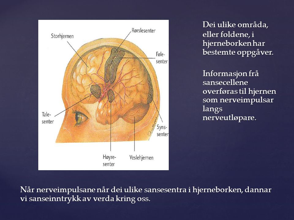 Dei ulike områda, eller foldene, i hjerneborken har bestemte oppgåver.