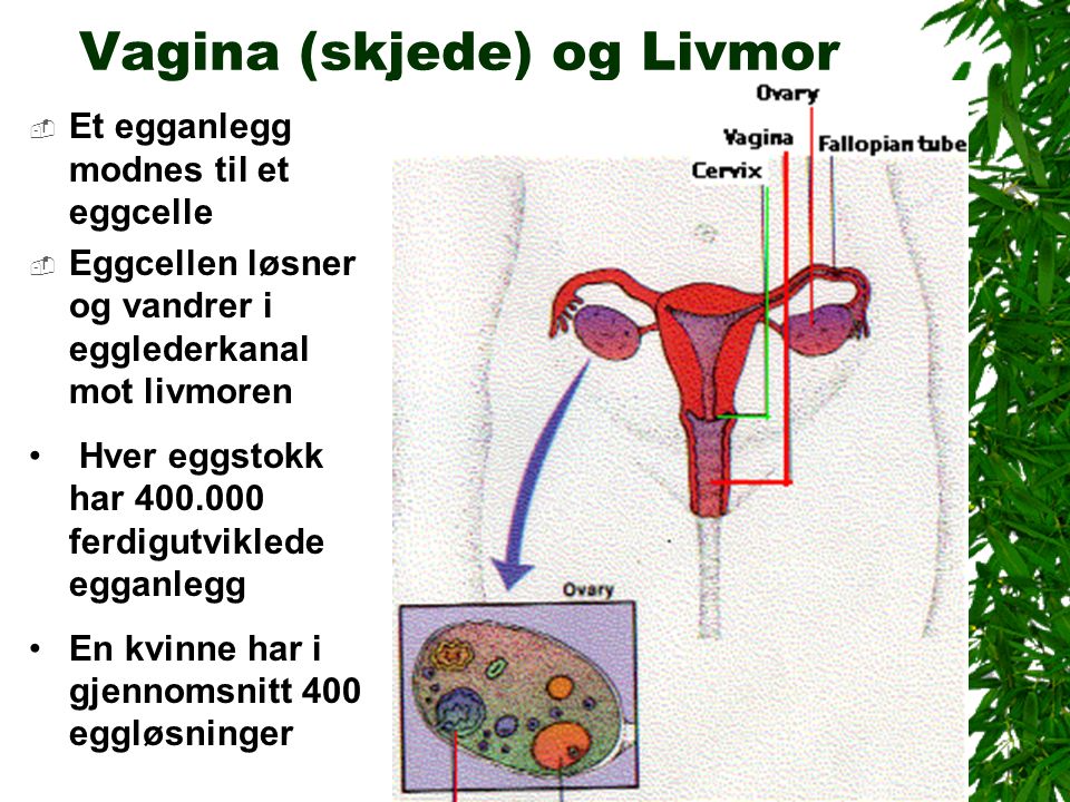 Vagina (skjede) og Livmor  Et egganlegg modnes til et eggcelle  Eggcellen løsner og vandrer i egglederkanal mot livmoren Hver eggstokk har ferdigutviklede egganlegg En kvinne har i gjennomsnitt 400 eggløsninger