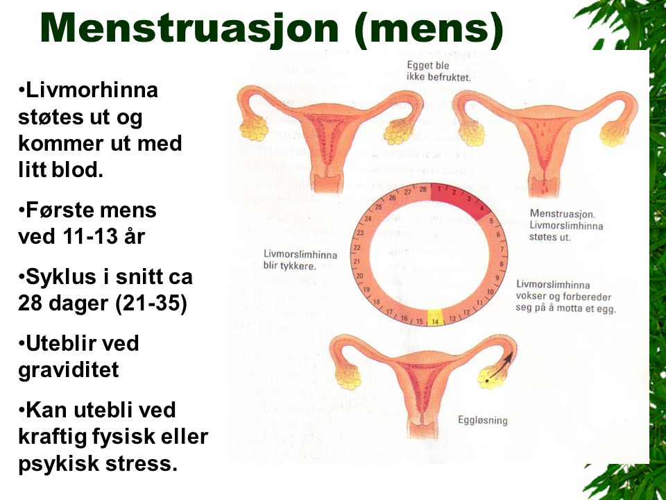 Menstruasjon (mens) Livmorhinna støtes ut og kommer ut med litt blod.