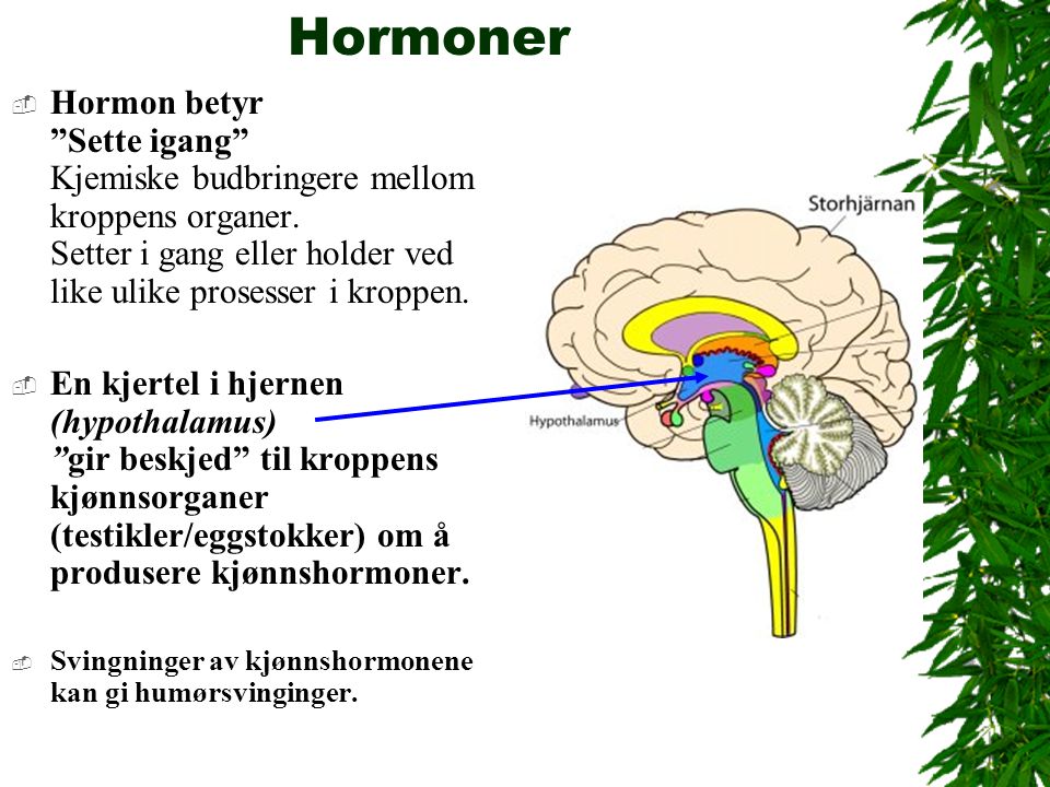 Hormoner  Hormon betyr Sette igang Kjemiske budbringere mellom kroppens organer.