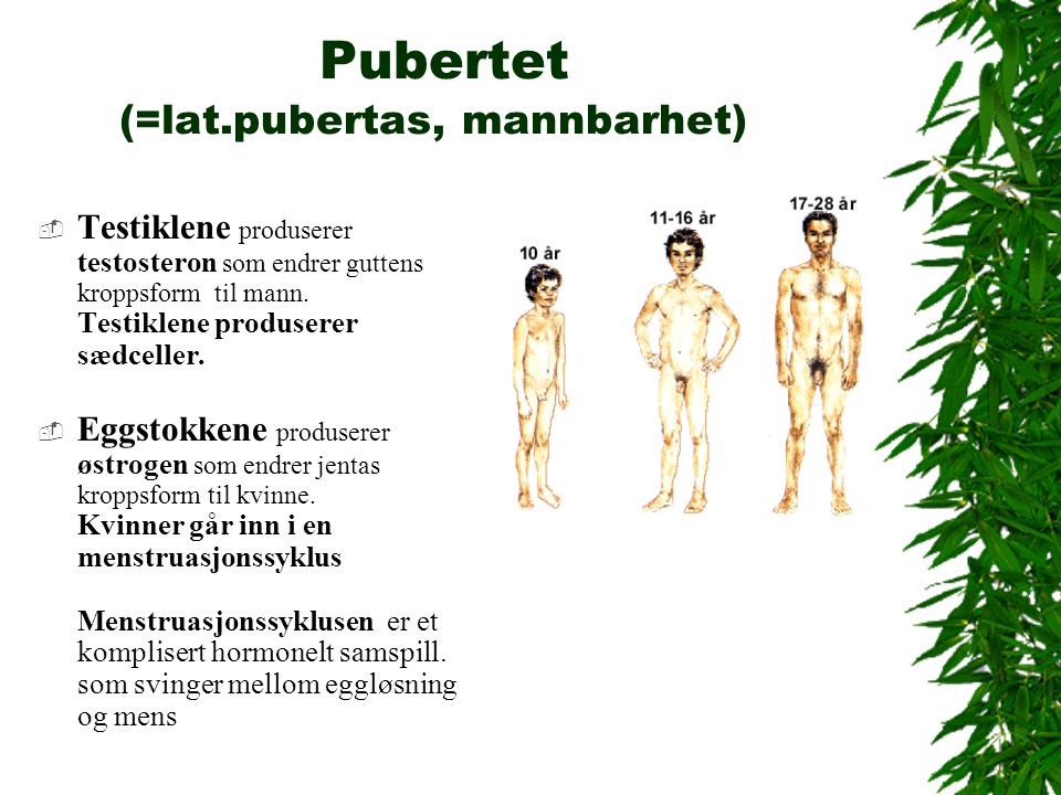 Pubertet (=lat.pubertas, mannbarhet)  Testiklene produserer testosteron som endrer guttens kroppsform til mann.