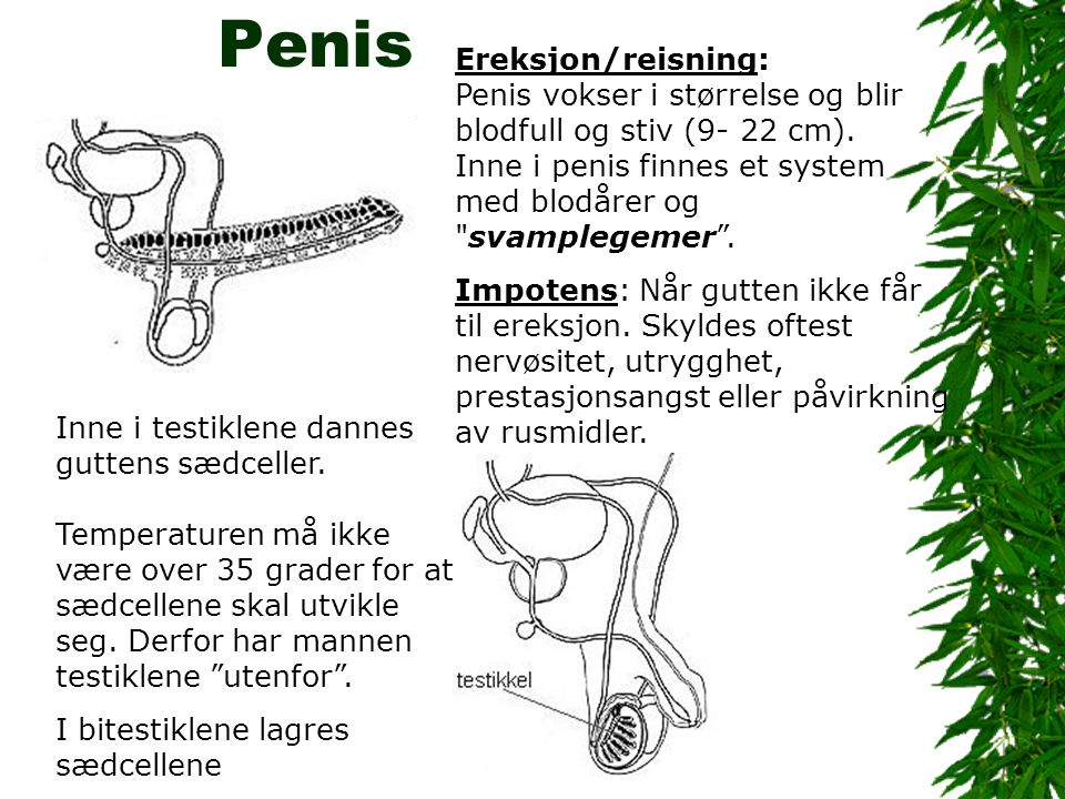 Penis Ereksjon/reisning: Penis vokser i størrelse og blir blodfull og stiv (9- 22 cm).