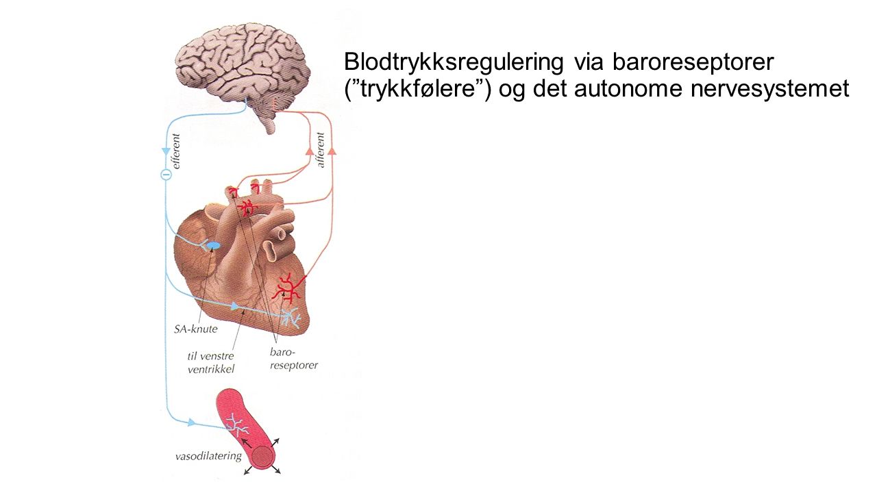 Blodtrykksregulering via baroreseptorer ( trykkfølere ) og det autonome nervesystemet