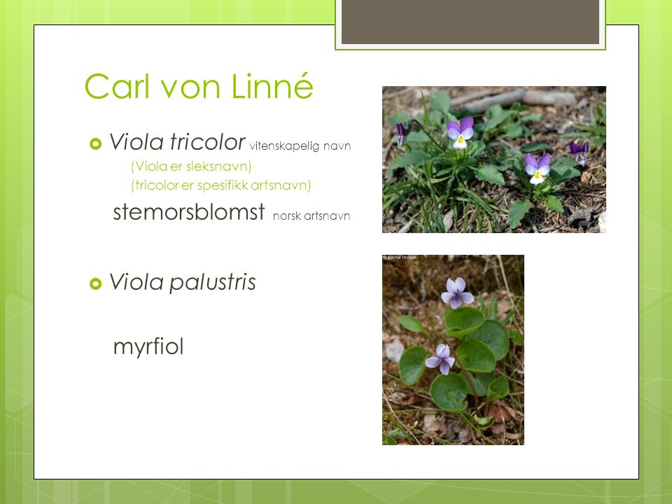 Carl von Linné  Viola tricolor vitenskapelig navn (Viola er sleksnavn) (tricolor er spesifikk artsnavn) stemorsblomst norsk artsnavn  Viola palustris myrfiol