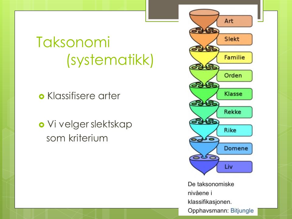 Taksonomi (systematikk)  Klassifisere arter  Vi velger slektskap som kriterium