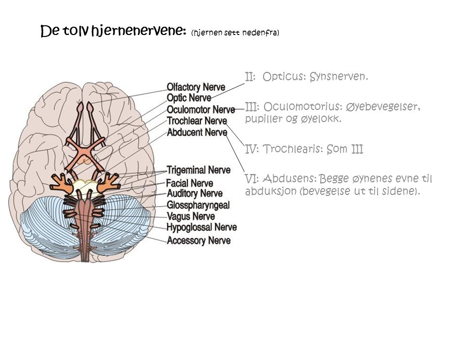 De tolv hjernenervene: (hjernen sett nedenfra) II: Opticus: Synsnerven.