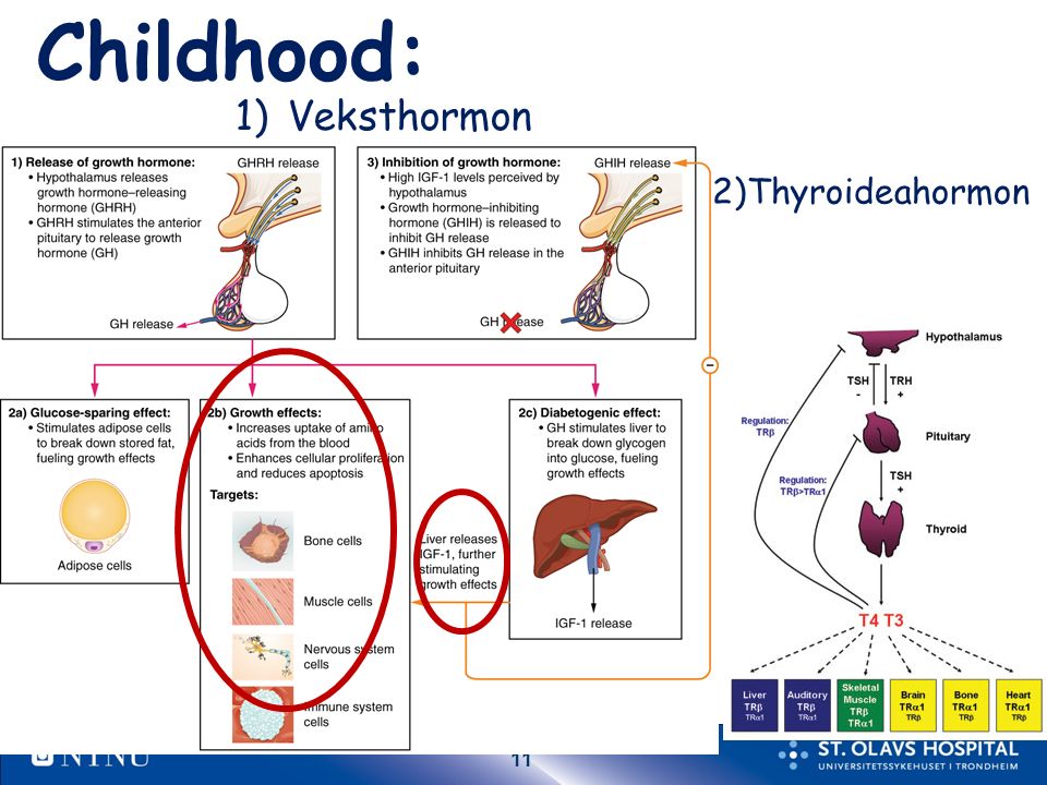 11 Childhood: 1)Veksthormon 2)Thyroideahormon
