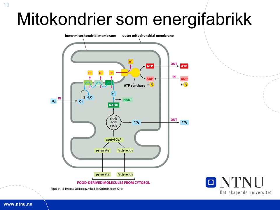 13 Mitokondrier som energifabrikk