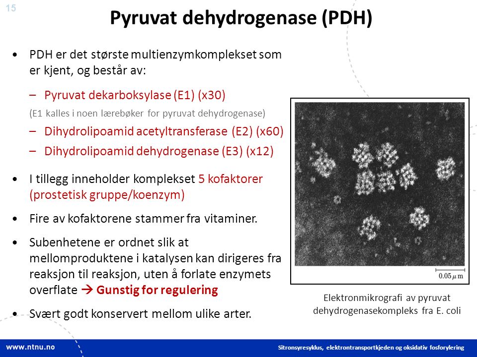 15 Pyruvat dehydrogenase (PDH) PDH er det største multienzymkomplekset som er kjent, og består av: –Pyruvat dekarboksylase (E1) (x30) (E1 kalles i noen lærebøker for pyruvat dehydrogenase) –Dihydrolipoamid acetyltransferase (E2) (x60) –Dihydrolipoamid dehydrogenase (E3) (x12) I tillegg inneholder komplekset 5 kofaktorer (prostetisk gruppe/koenzym) Fire av kofaktorene stammer fra vitaminer.