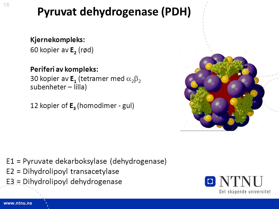 16 Kjernekompleks: 60 kopier av E 2 (rød) Periferi av kompleks: 30 kopier av E 1 (tetramer med  2  2 subenheter – lilla) 12 kopier of E 3 (homodimer - gul) E1 = Pyruvate dekarboksylase (dehydrogenase) E2 = Dihydrolipoyl transacetylase E3 = Dihydrolipoyl dehydrogenase Pyruvat dehydrogenase (PDH)