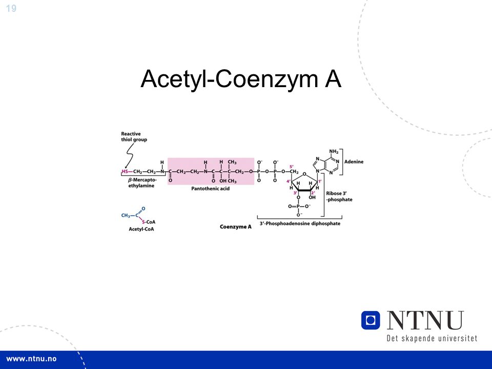 19 Acetyl-Coenzym A