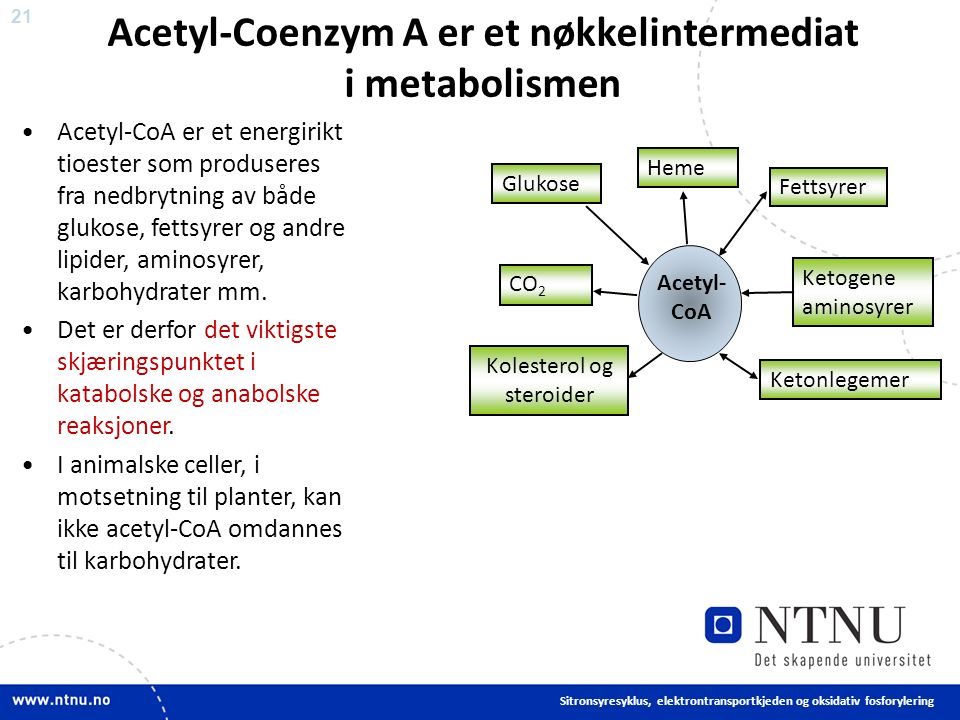 21 Acetyl-Coenzym A er et nøkkelintermediat i metabolismen Acetyl-CoA er et energirikt tioester som produseres fra nedbrytning av både glukose, fettsyrer og andre lipider, aminosyrer, karbohydrater mm.