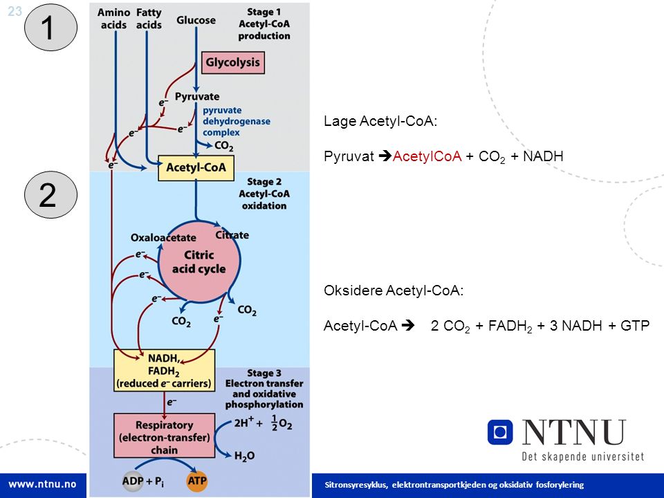 23 Sitronsyresyklus, elektrontransportkjeden og oksidativ fosforylering 1 2 Lage Acetyl-CoA: Pyruvat  AcetylCoA + CO 2 + NADH Oksidere Acetyl-CoA: Acetyl-CoA  2 CO 2 + FADH NADH + GTP