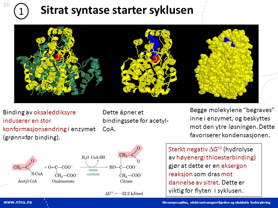 26 Sitrat syntase starter syklusen Binding av oksaleddiksyre induserer en stor konformasjonsendring i enzymet (grønn=før binding).