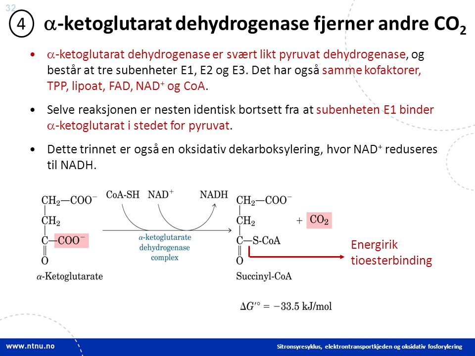 32  -ketoglutarat dehydrogenase fjerner andre CO 2 4  -ketoglutarat dehydrogenase er svært likt pyruvat dehydrogenase, og består at tre subenheter E1, E2 og E3.