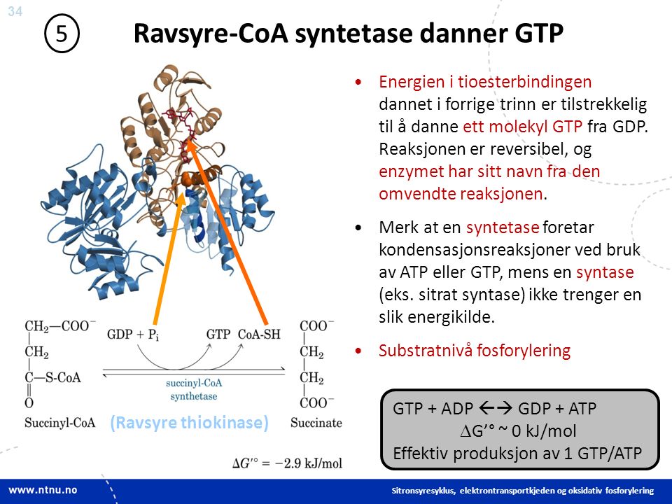 34 Ravsyre-CoA syntetase danner GTP 5 Energien i tioesterbindingen dannet i forrige trinn er tilstrekkelig til å danne ett molekyl GTP fra GDP.