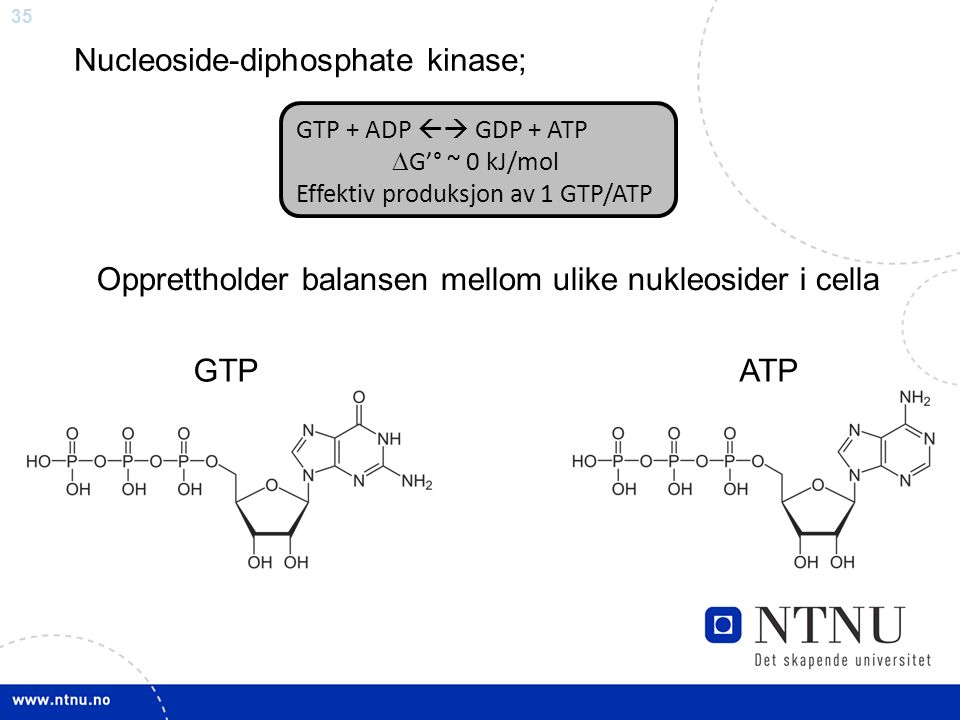 35 GTP + ADP  GDP + ATP  G’° ~ 0 kJ/mol Effektiv produksjon av 1 GTP/ATP Nucleoside-diphosphate kinase; Opprettholder balansen mellom ulike nukleosider i cella GTPATP