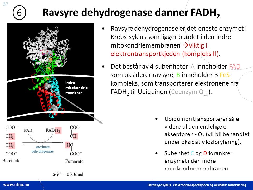 37 Ravsyre dehydrogenase danner FADH 2 6 Ravsyre dehydrogenase er det eneste enzymet i Krebs-syklus som ligger bundet i den indre mitokondriemembranen  viktig i elektrontransportkjeden (kompleks II).