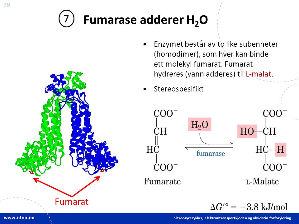 39 Fumarase adderer H 2 O 7 Enzymet består av to like subenheter (homodimer), som hver kan binde ett molekyl fumarat.