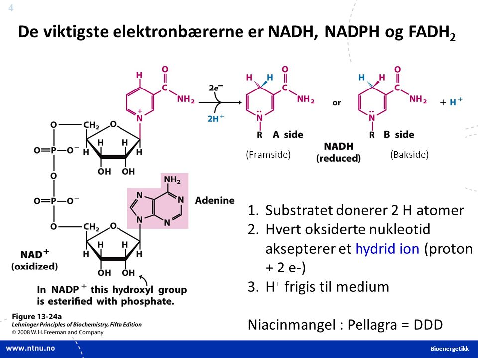 4 De viktigste elektronbærerne er NADH, NADPH og FADH 2 1.Substratet donerer 2 H atomer 2.Hvert oksiderte nukleotid aksepterer et hydrid ion (proton + 2 e-) 3.H + frigis til medium Niacinmangel : Pellagra = DDD (Framside)(Bakside) Bioenergetikk