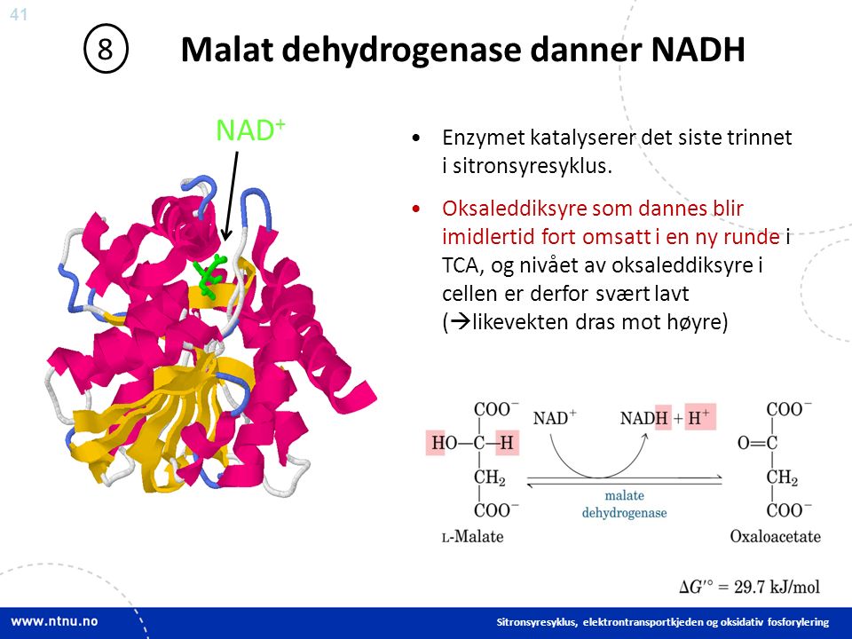 41 Malat dehydrogenase danner NADH 8 Enzymet katalyserer det siste trinnet i sitronsyresyklus.