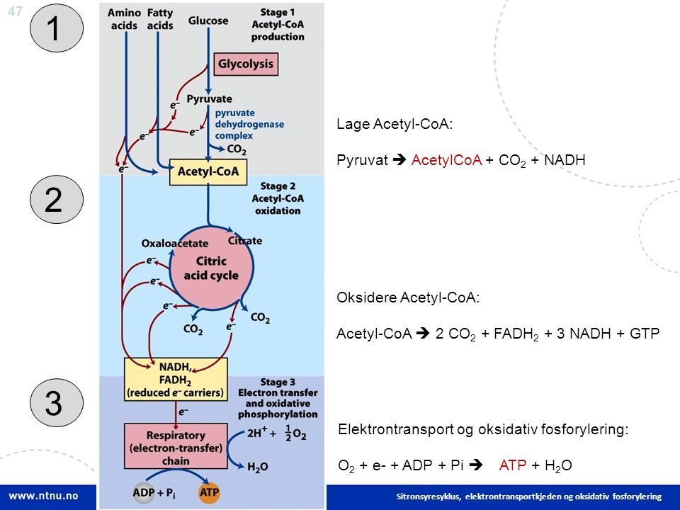 47 Sitronsyresyklus, elektrontransportkjeden og oksidativ fosforylering Lage Acetyl-CoA: Pyruvat  AcetylCoA + CO 2 + NADH Oksidere Acetyl-CoA: Acetyl-CoA  2 CO 2 + FADH NADH + GTP Elektrontransport og oksidativ fosforylering: O 2 + e- + ADP + Pi  ATP + H 2 O