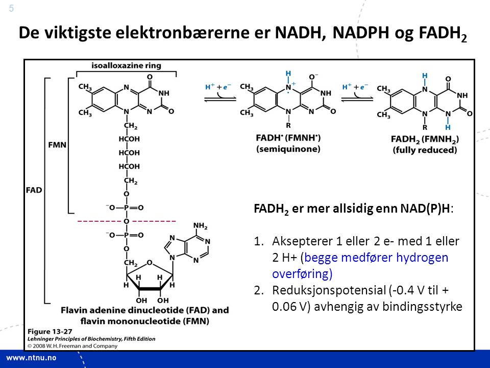 5 FADH 2 er mer allsidig enn NAD(P)H: 1.Aksepterer 1 eller 2 e- med 1 eller 2 H+ (begge medfører hydrogen overføring) 2.Reduksjonspotensial (-0.4 V til V) avhengig av bindingsstyrke De viktigste elektronbærerne er NADH, NADPH og FADH 2