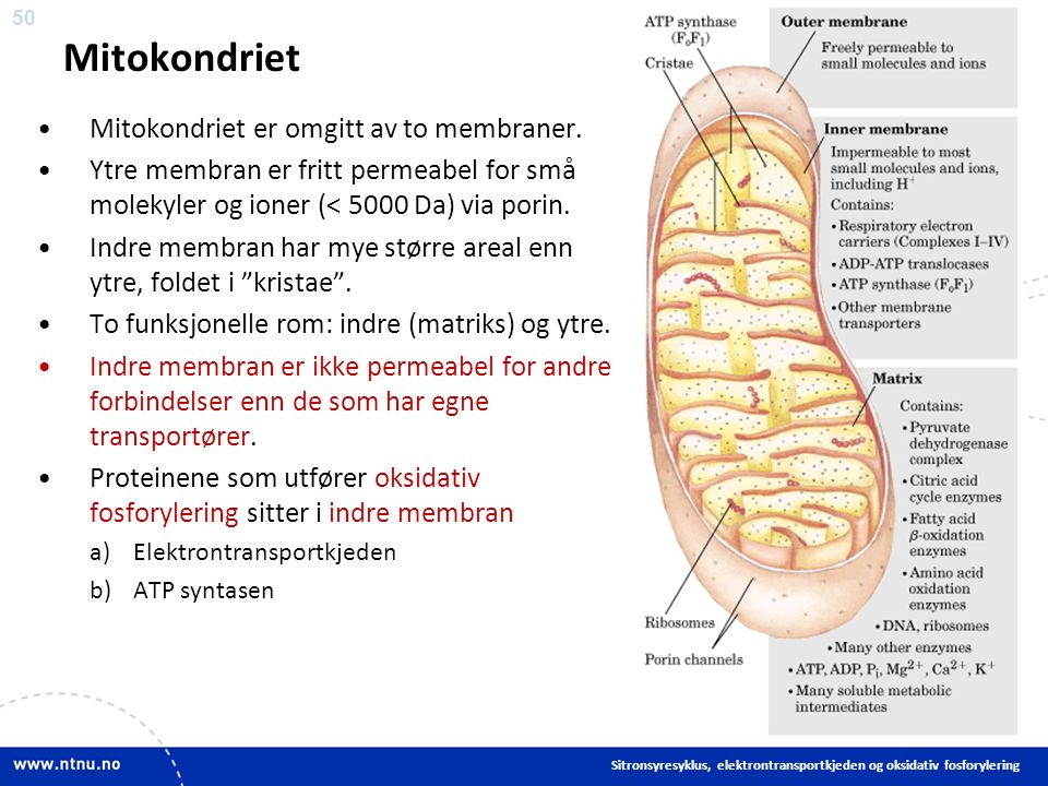 50 Mitokondriet Mitokondriet er omgitt av to membraner.