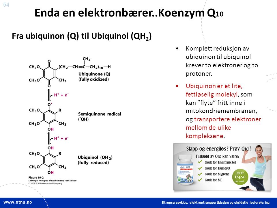 54 Komplett reduksjon av ubiquinon til ubiquinol krever to elektroner og to protoner.