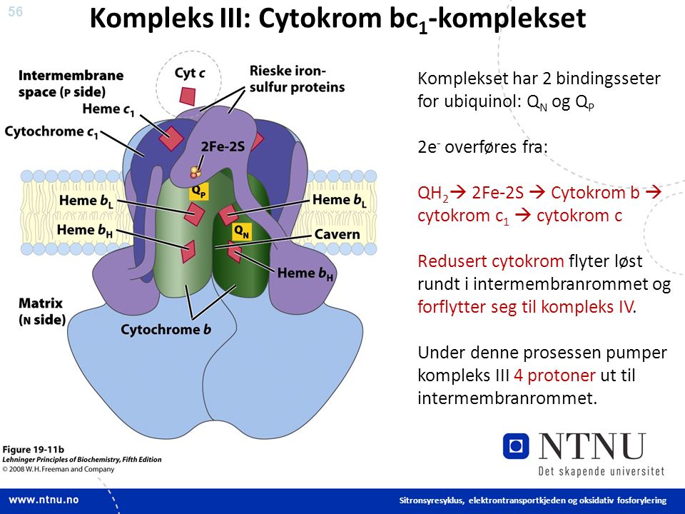 56 Kompleks III: Cytokrom bc 1 -komplekset Sitronsyresyklus, elektrontransportkjeden og oksidativ fosforylering Komplekset har 2 bindingsseter for ubiquinol: Q N og Q P 2e - overføres fra: QH 2  2Fe-2S  Cytokrom b  cytokrom c 1  cytokrom c Redusert cytokrom flyter løst rundt i intermembranrommet og forflytter seg til kompleks IV.
