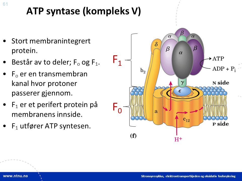 61 ATP syntase (kompleks V) Stort membranintegrert protein.