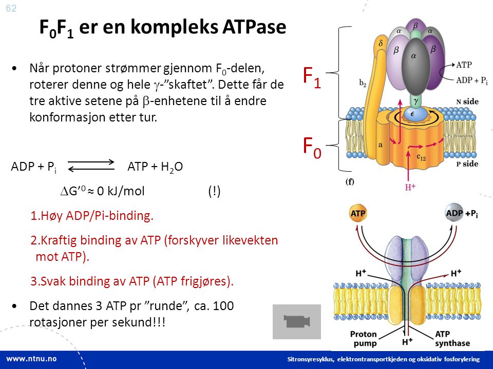 62 F 0 F 1 er en kompleks ATPase Når protoner strømmer gjennom F 0 -delen, roterer denne og hele  - skaftet .
