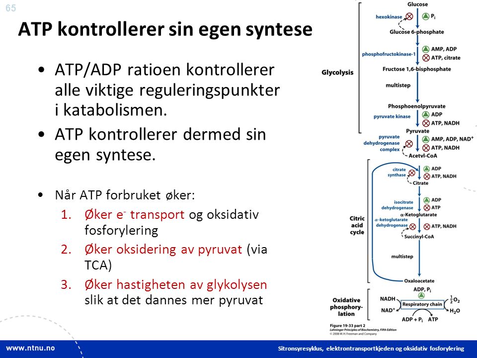 65 ATP kontrollerer sin egen syntese ATP/ADP ratioen kontrollerer alle viktige reguleringspunkter i katabolismen.