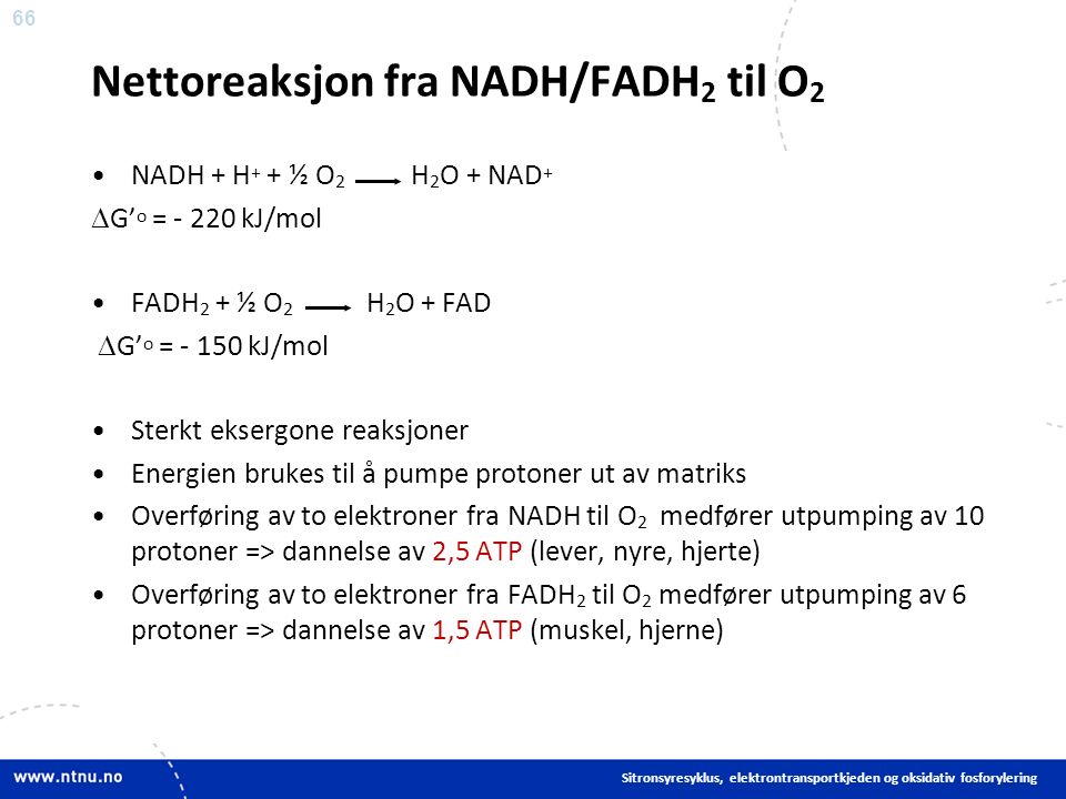 66 Nettoreaksjon fra NADH/FADH 2 til O 2 NADH + H + + ½ O 2 H 2 O + NAD +  G’ o = kJ/mol FADH 2 + ½ O 2 H 2 O + FAD  G’ o = kJ/mol Sterkt eksergone reaksjoner Energien brukes til å pumpe protoner ut av matriks Overføring av to elektroner fra NADH til O 2 medfører utpumping av 10 protoner => dannelse av 2,5 ATP (lever, nyre, hjerte) Overføring av to elektroner fra FADH 2 til O 2 medfører utpumping av 6 protoner => dannelse av 1,5 ATP (muskel, hjerne) Sitronsyresyklus, elektrontransportkjeden og oksidativ fosforylering