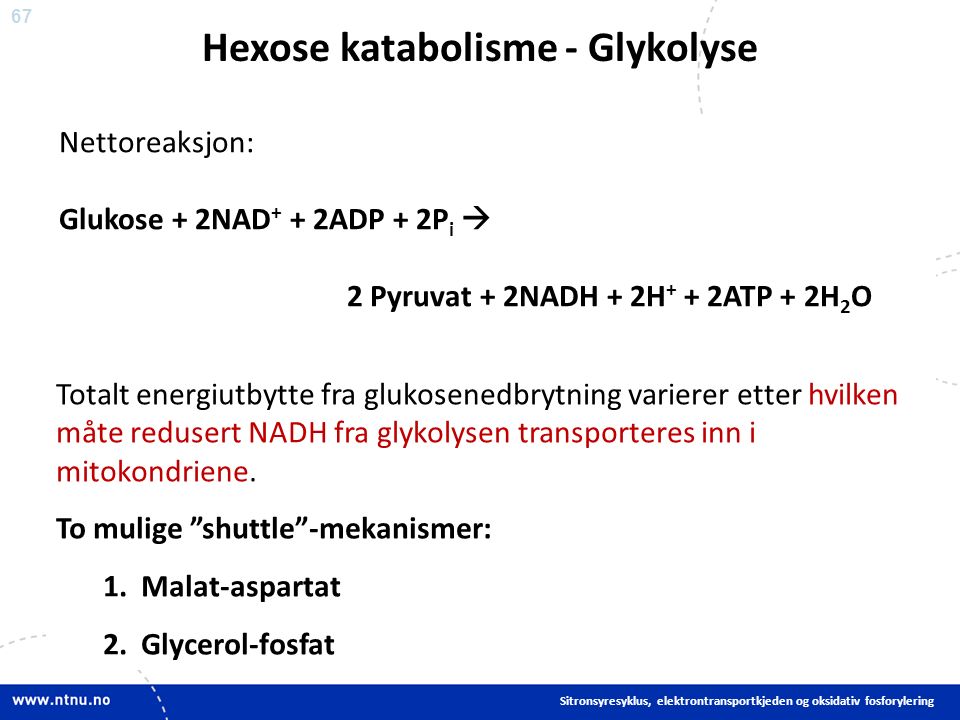 67 Nettoreaksjon: Glukose + 2NAD + + 2ADP + 2P i  2 Pyruvat + 2NADH + 2H + + 2ATP + 2H 2 O Hexose katabolisme - Glykolyse Sitronsyresyklus, elektrontransportkjeden og oksidativ fosforylering Totalt energiutbytte fra glukosenedbrytning varierer etter hvilken måte redusert NADH fra glykolysen transporteres inn i mitokondriene.