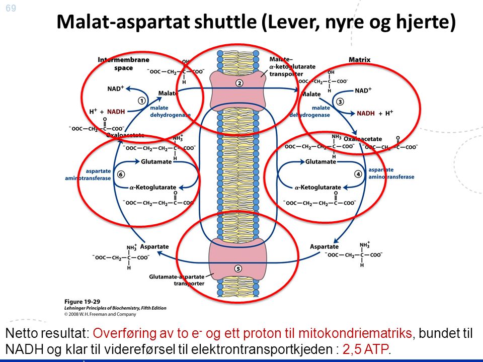 69 Sitronsyresyklus, elektrontransportkjeden og oksidativ fosforylering Malat-aspartat shuttle (Lever, nyre og hjerte) Netto resultat: Overføring av to e - og ett proton til mitokondriematriks, bundet til NADH og klar til videreførsel til elektrontransportkjeden : 2,5 ATP.