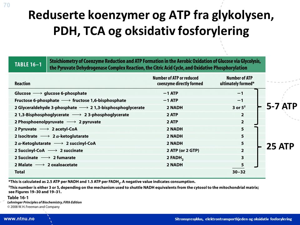 70 Sitronsyresyklus, elektrontransportkjeden og oksidativ fosforylering Reduserte koenzymer og ATP fra glykolysen, PDH, TCA og oksidativ fosforylering 5-7 ATP 25 ATP