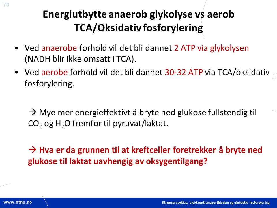 73 Energiutbytte anaerob glykolyse vs aerob TCA/Oksidativ fosforylering Ved anaerobe forhold vil det bli dannet 2 ATP via glykolysen (NADH blir ikke omsatt i TCA).