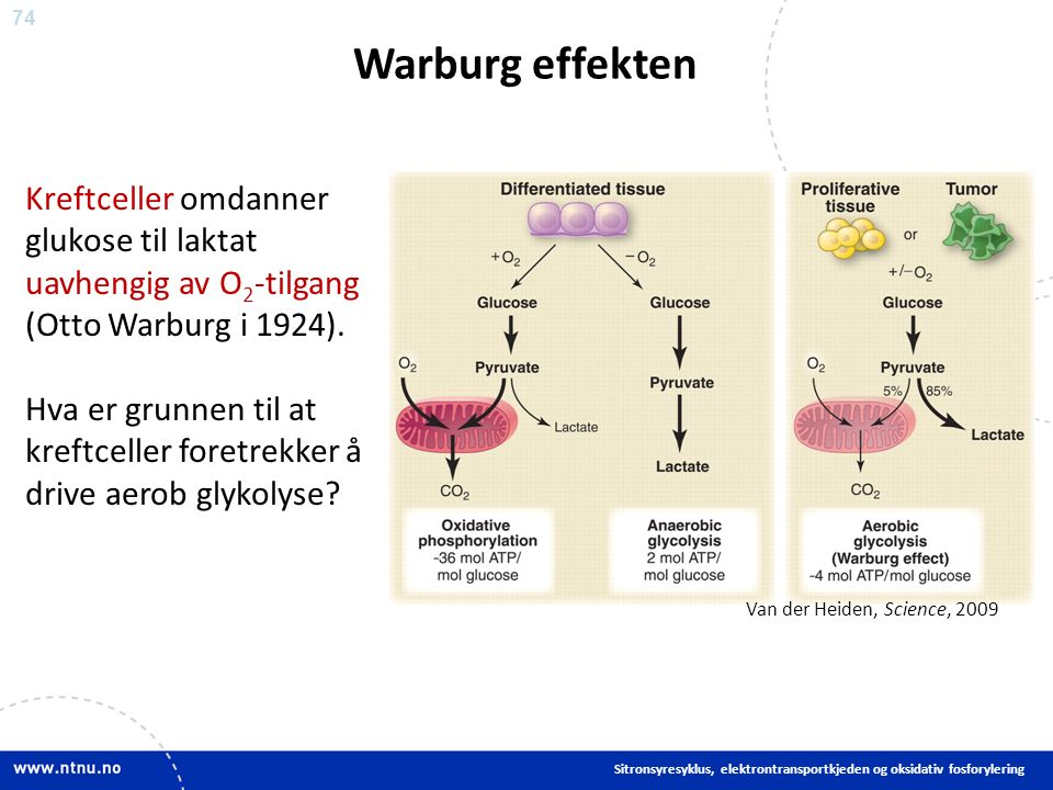 74 Warburg effekten Sitronsyresyklus, elektrontransportkjeden og oksidativ fosforylering Kreftceller omdanner glukose til laktat uavhengig av O 2 -tilgang (Otto Warburg i 1924).