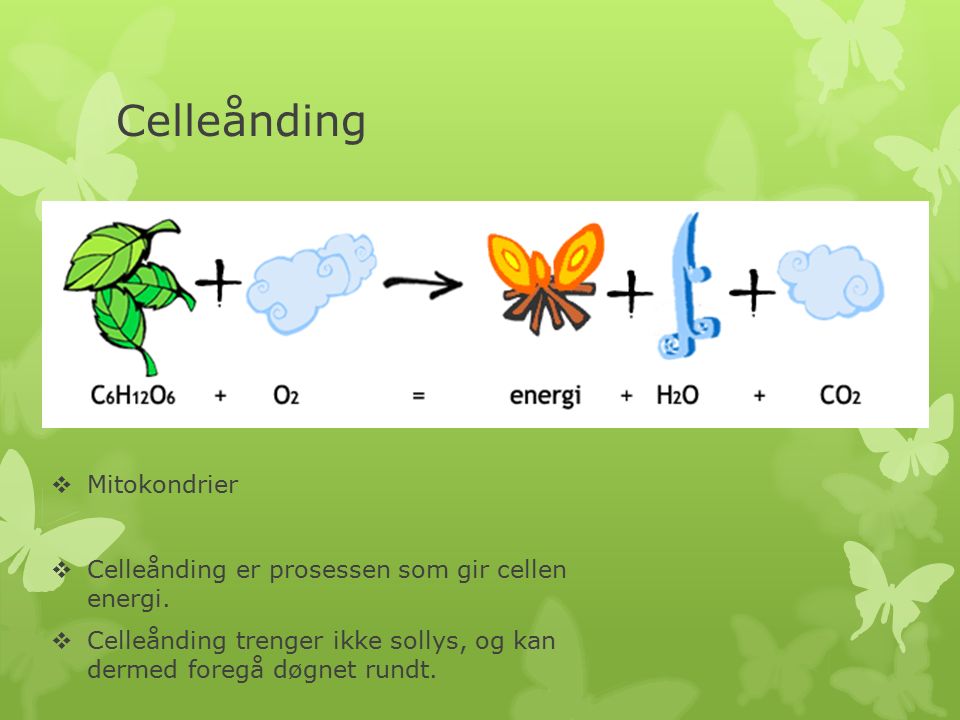 Celleånding  Mitokondrier  Celleånding er prosessen som gir cellen energi.