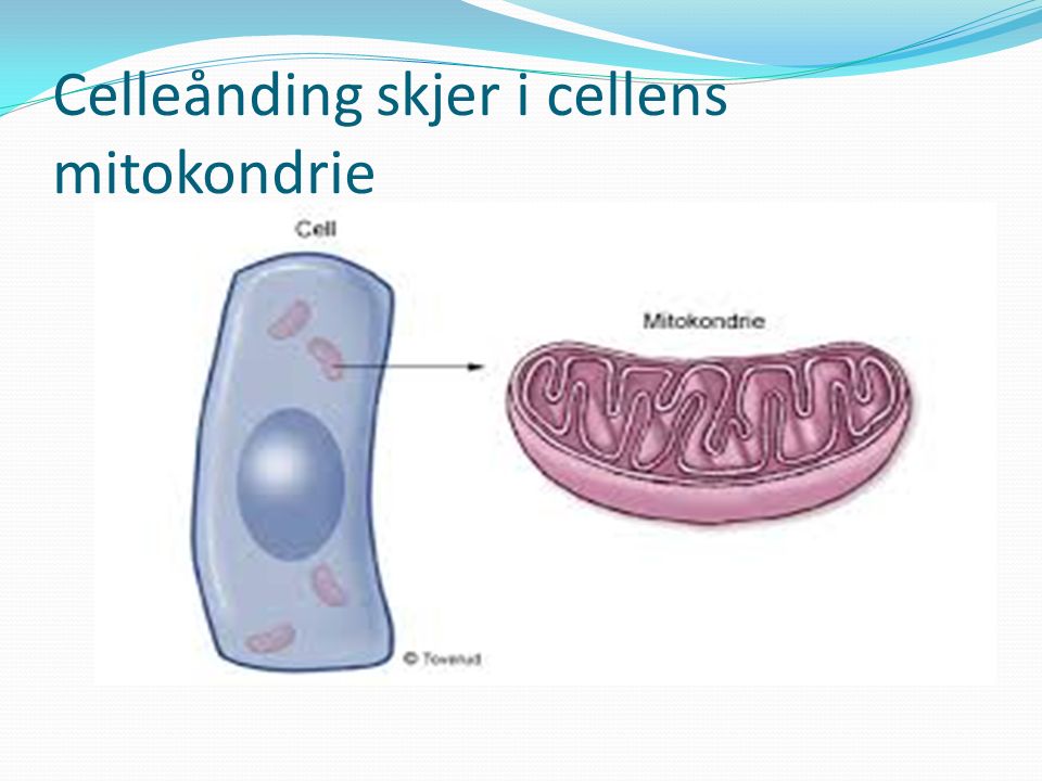 Celleånding skjer i cellens mitokondrie